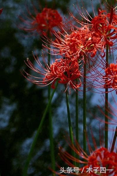 曼珠沙華 曼陀羅華